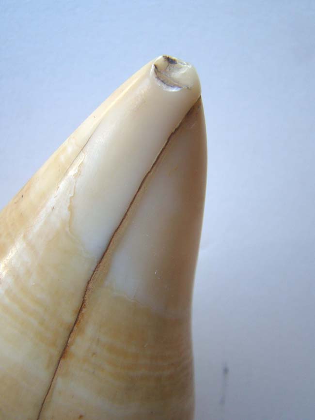 An American scrimshawed Whale's Tooth with polycrome decoration circa 1850 — image 4